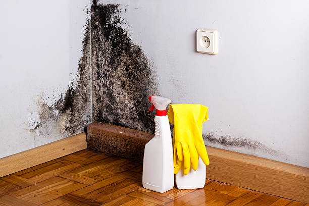 Office Mold Removal Services in Martha Lake, WA